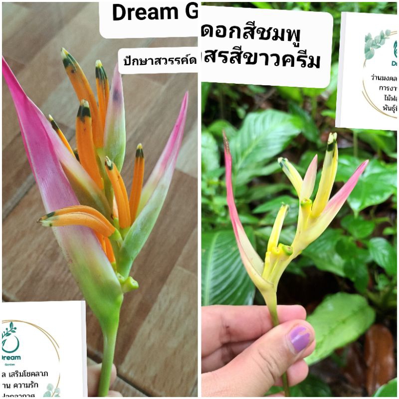 🌸เฮลิโคเนียดอกสีชมพู 🌸หายาก มีจำนวนจำกัด