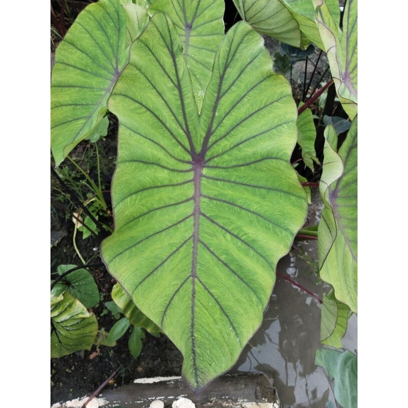(โคโลคาเซีย บลูฮาวาย) ​ blue Hawaii​ ตัดสด ราคาถูก สุดคุ้ม