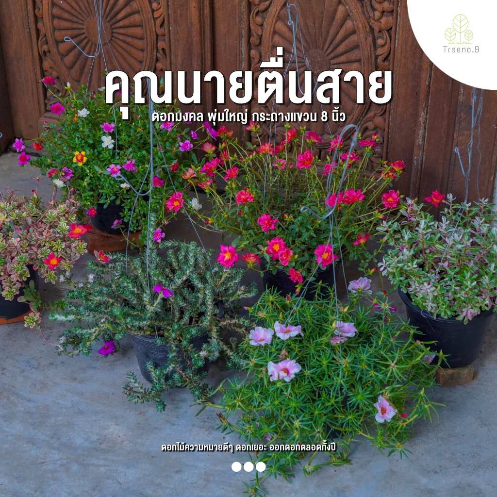 Treeno.9 T187 รวมคุณนายตื่นสาย มี 4 แบบ / กระถางแขวน 8 นิ้ว สูง 20-30 cm. (Portulaca Oleracea)