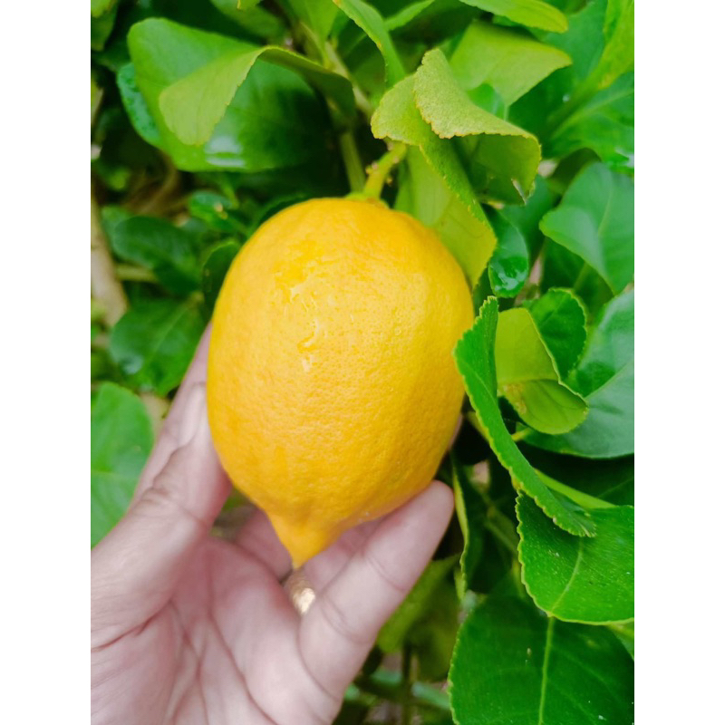 ต้นมะนาวเลม่อน(Lemon) พันธุ์ยูเรก้า(มะนาวฝรั่ง) ต้นเสียบยอด พันธุ์ลูกใหญ่ เป็นพันธุ์เบา ออกดอก ติดผลง่าย ไม่ต้องรอฤดูกาล