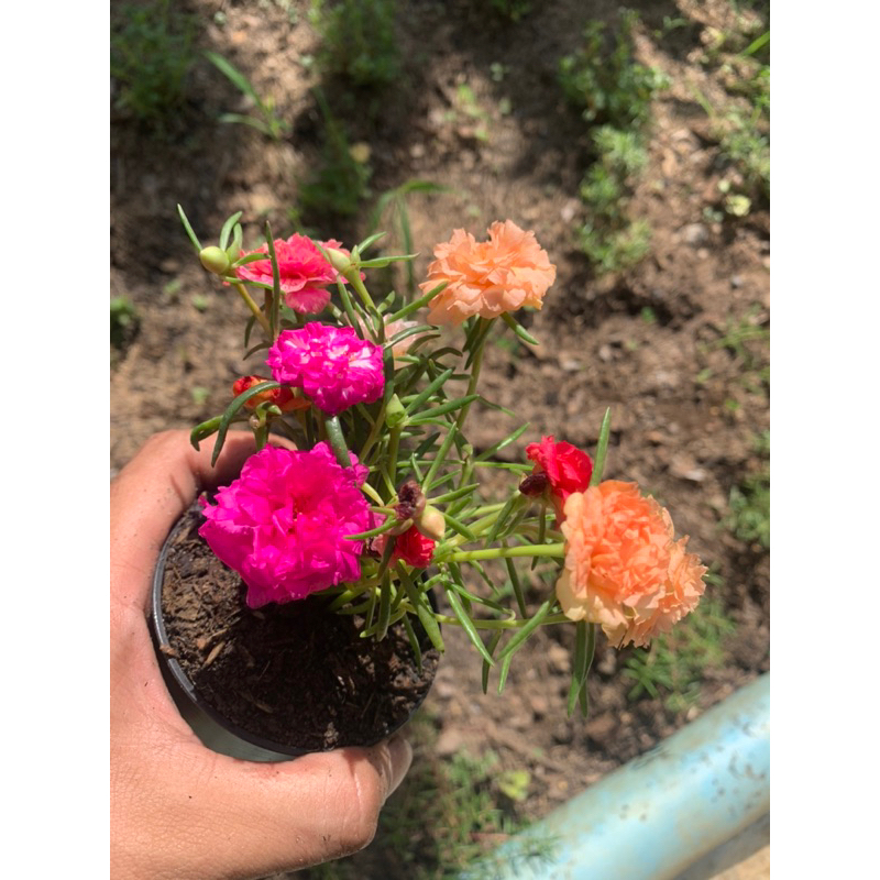 💐แพรเซี่ยงไฮ้💐(คุณนายตื่นสาย) คละสี (ในกระถาง 3 นิ้ว) สั่ง 1️⃣0️⃣แถม 2️⃣ ฟรี ดอกซ้อนสวยเหมือนกุหลาบ🌹คุณนายตื่นสาย คละสี - รูปที่ 3