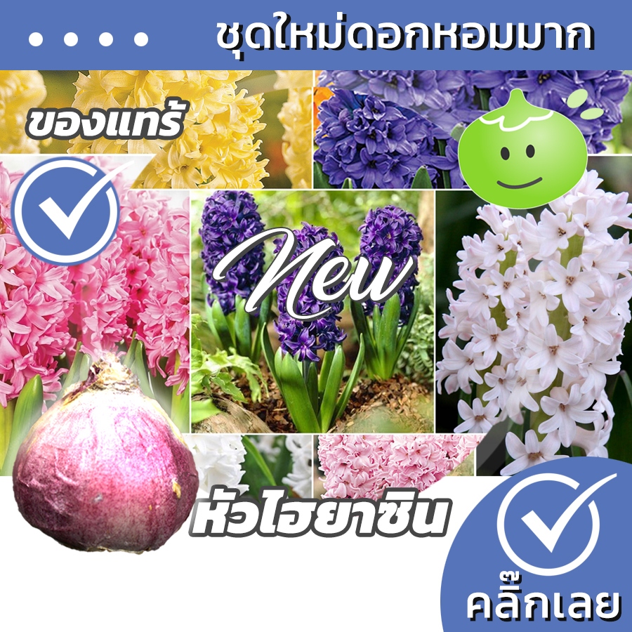 พร้อมส่ง หัวไฮยาซิน มีหลายสีให้เลือก ดอกมีกลิ่นหอม หัวไฮยาซินธ์ Wanthai ขายหัวลิลลี่ ทิวลิป ต้นไม้