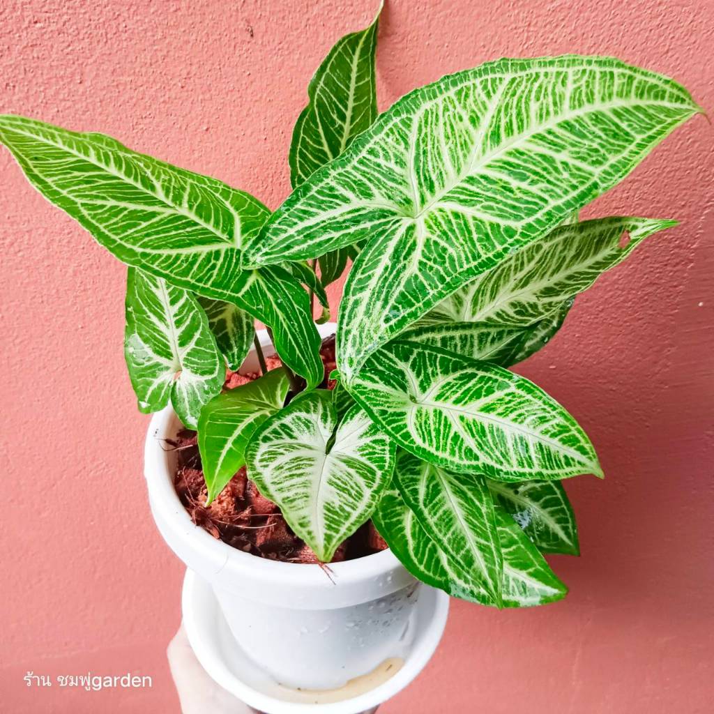 ออมลายกนก (ส่งพร้อมกระถาง)Syngonium Batik เลี้ยงน้ำได้ ไม้ฟอกอากาศ ต้นไม้ กระถาง6นิ้ว ราคา ถูกที่สุด ดีลบีเคเค แกลเลอรีภาพที่ 3