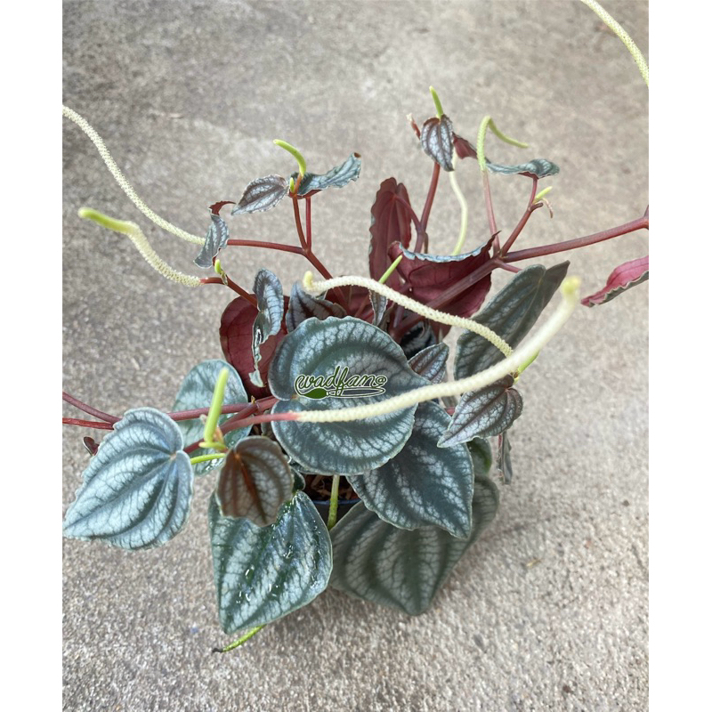 PEPEROMIA TURBOENSIS/red watermelon