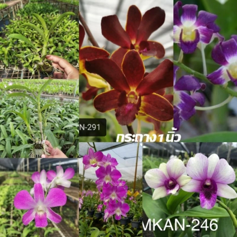 กล้วยไม้หวายกระถางหลากสี 1นิ้ว ราคาส่งจากสวน หลากสี pot plants
