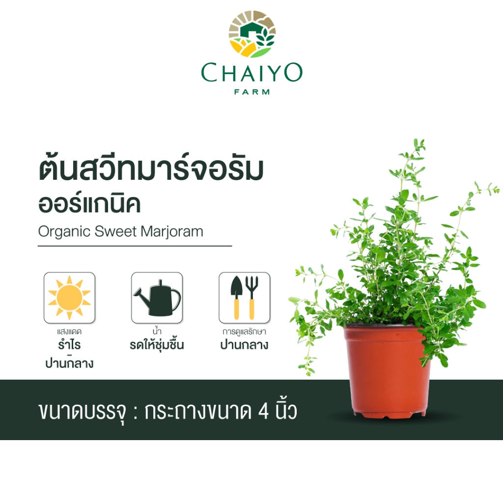 ต้นสวีท มาร์จอรัม ออร์แกนิค Organic  Sweet Marjoram กระถาง 4 นิ้ว