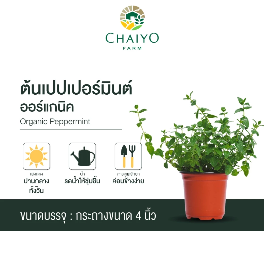ต้นเปปเปอร์มินต์ ออร์แกนิค Organic Peppermint กระถาง 4 นิ้ว และ 6 นิ้ว