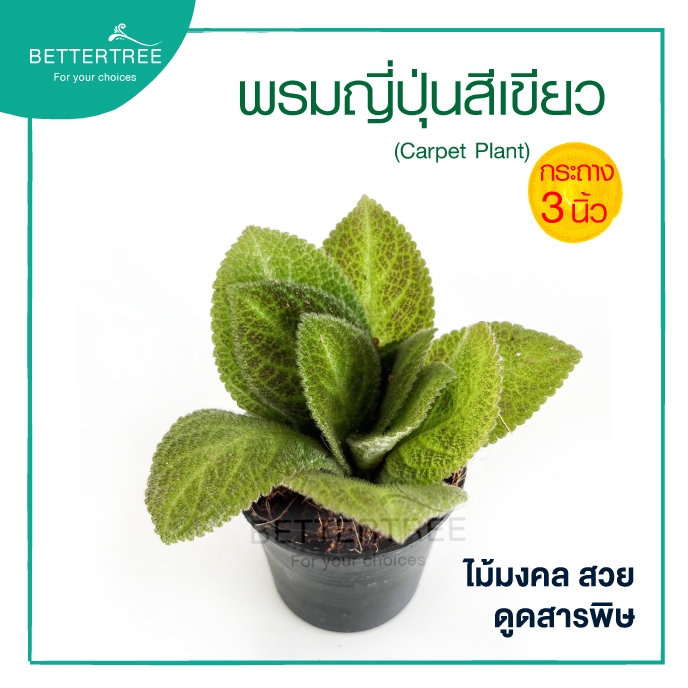 พรมญี่ปุ่นสีเขียว กระถาง 3 นิ้ว ต้นไม้ฟอกอากาศ ต้นไม้ พรมญี่ปุ่น