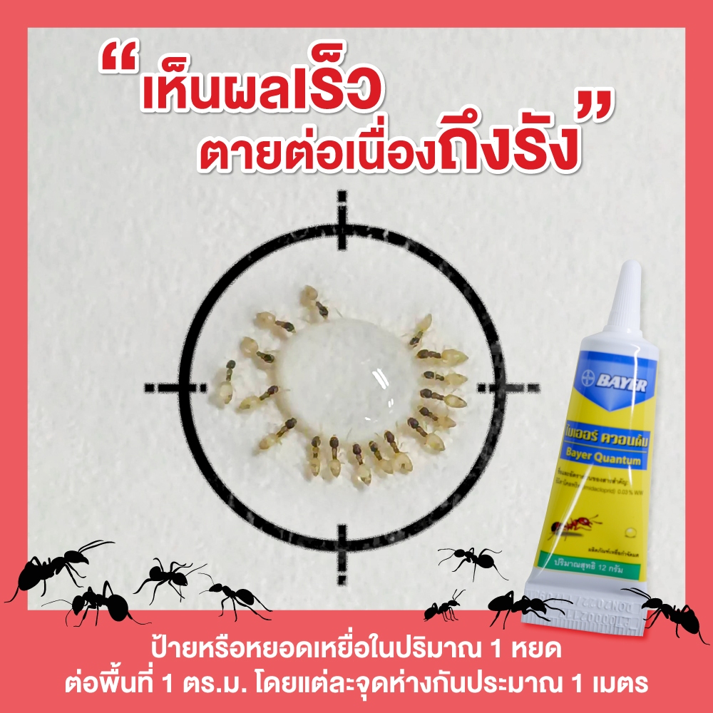 Quantum เจลกำจัดมด ควอนตั้ม 12 กรัม - 2