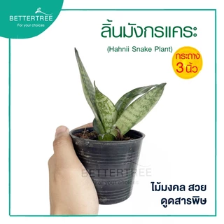 ลิ้นมังกรแคระ กระถาง 3 นิ้ว ต้นไม้ฟอกอากาศ ต้นไม้ ต้นไม้ในร่ม ลิ้นมังกร