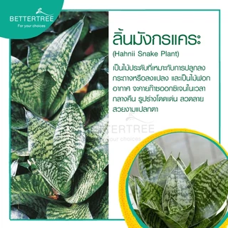 ลิ้นมังกรแคระ กระถาง 3 นิ้ว ต้นไม้ฟอกอากาศ ต้นไม้ ต้นไม้ในร่ม ลิ้นมังกร