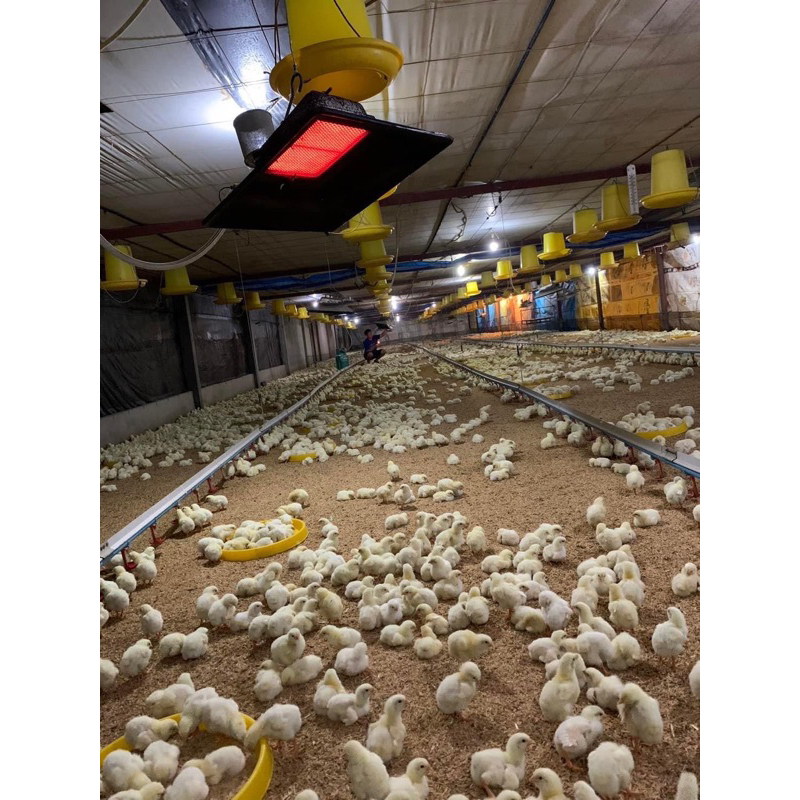 รูปภาพ 4