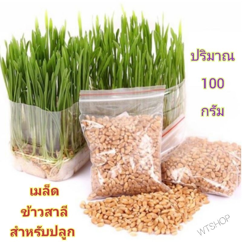 เมล็ดข้าวสาลี (ปริมาณ100กรัม) หญ้าแมว ออร์แกรนิค ปลอดสารพิษ ปลูกขึ้นแน่นอน (ถุง100g)