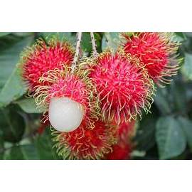 เงาะโรงเรียน   กล้าละ 59 บาท มีเนื้อนุ่มฉ่ำน้ำ มีสีขาวใส มีรสชาติหวานกรอบ