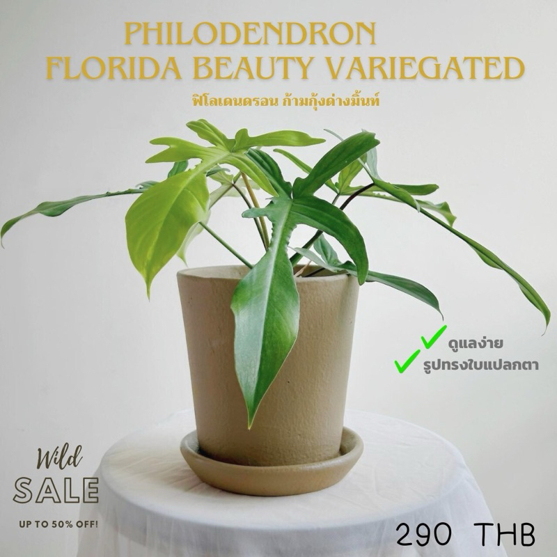 ฟิโลก้ามกุ้งด่างมิ้นท์ Philodendron Florida Ghost  Mint Variegated🦞🪴(ส่งฟรีค่ะ)