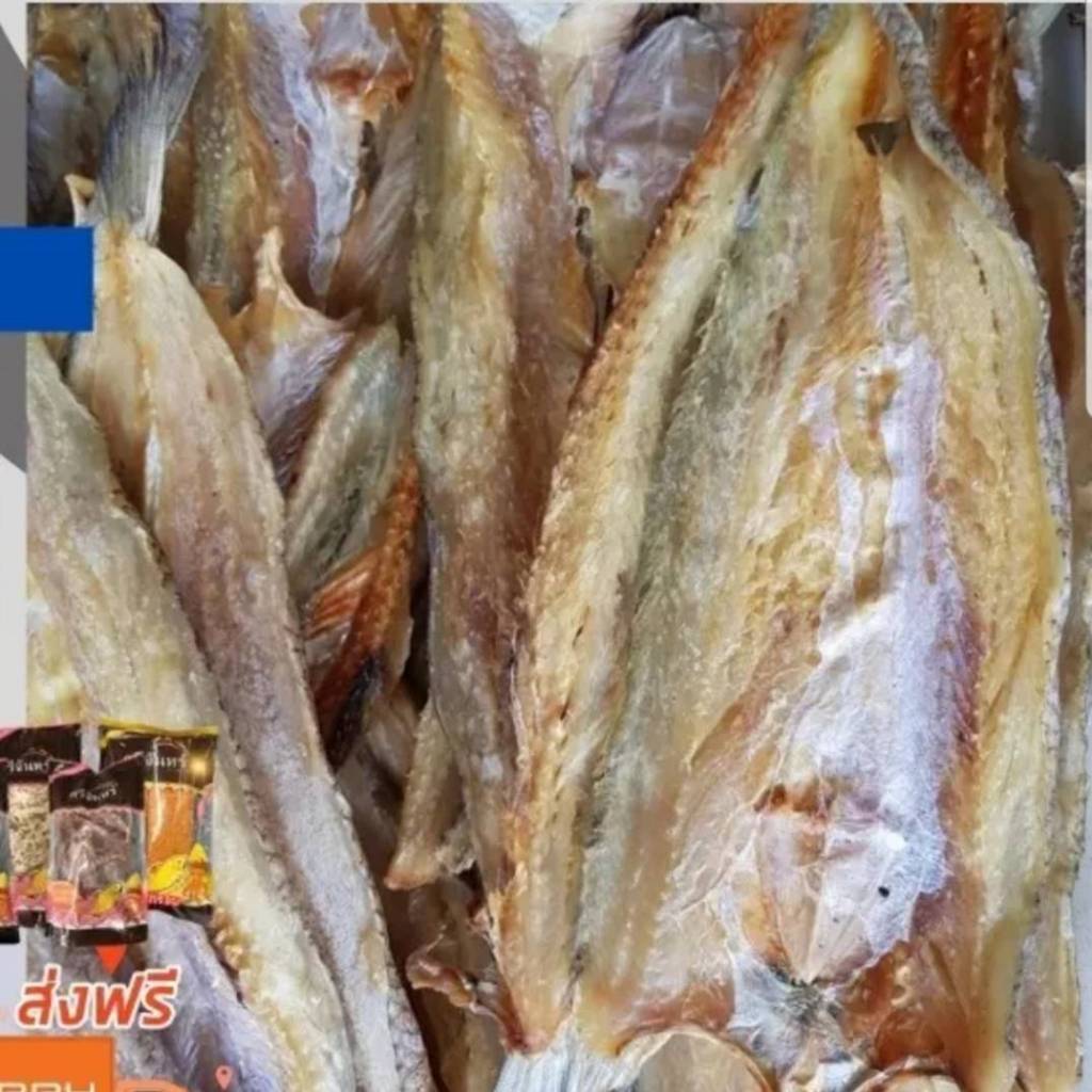 ปลาช่อนทะเล **ไซร์ใหญ่** เนื้อหนา เค็มกลางๆ - รูปที่ 2