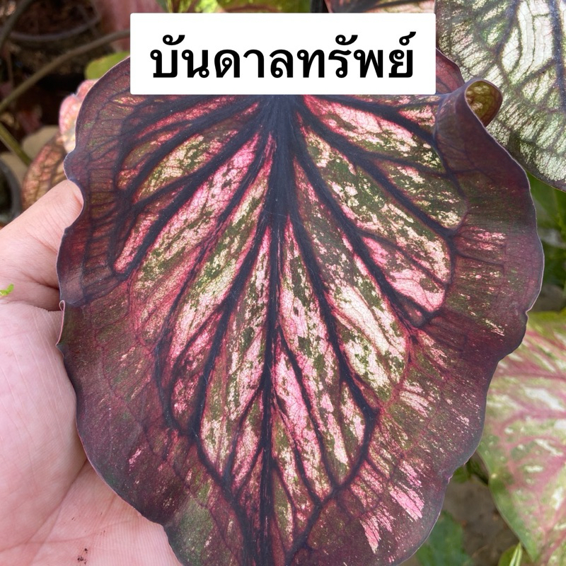 บันดาลทรัพย์ บอนสี สีเข้ม สวยดุ กระดูกชัด แข็งแรง