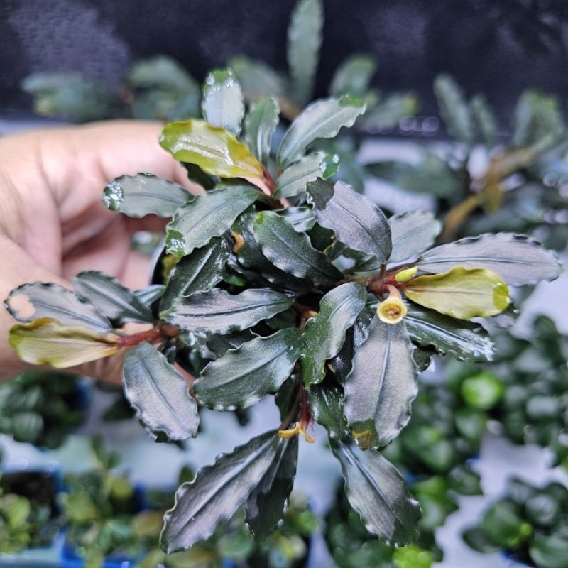 Bucephalandra Brownie Ghost sp. บูเซปบราวนี่โกส 1 พอท