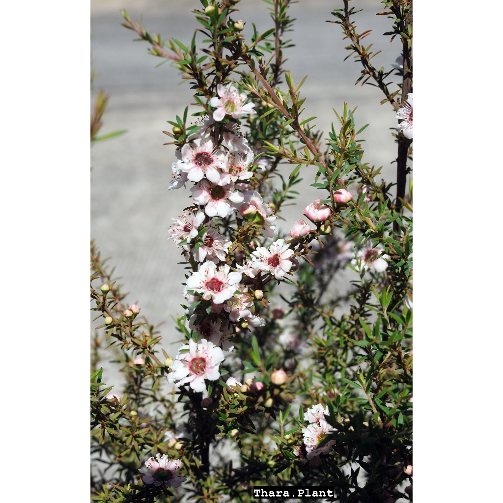 ต้นมานูก้า  (Manuka) มานูก้า ดอกสีขาวอมชมพู ติดตุ่มดอกแล้ว ออกดอกตลอดทั้งปี Leptospermum scoparium กระถาง 5.5 นิ้ว