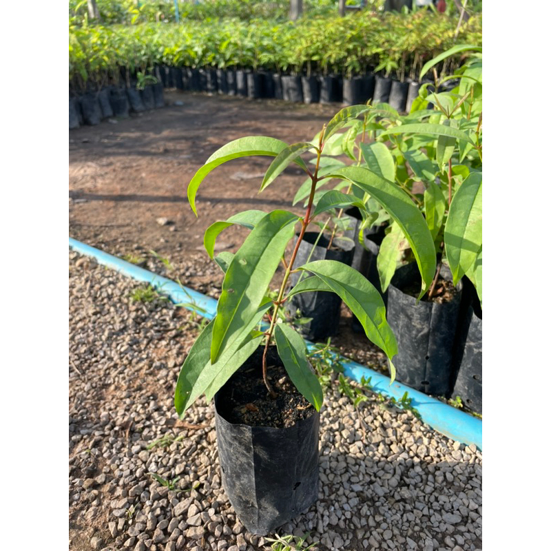 ต้นผักติ้ว เพาพเมล็ด ใบอ่อนยอดอ่อนทานได้ นิยมนำใบมากินเป็นผักแกล้ม รสชาติเปรี้ยวปนฝาด ปลูกง่าย - รูปที่ 4