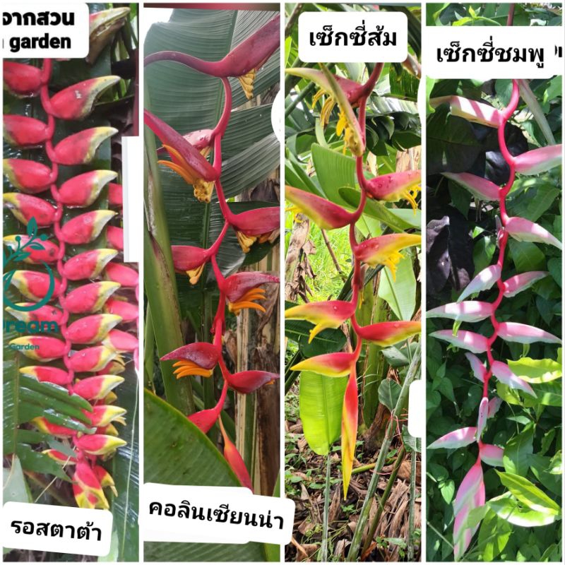 หน่อเฮลิโคเนีย(ห้อยลงล่าง 4 สายพันธุ์)