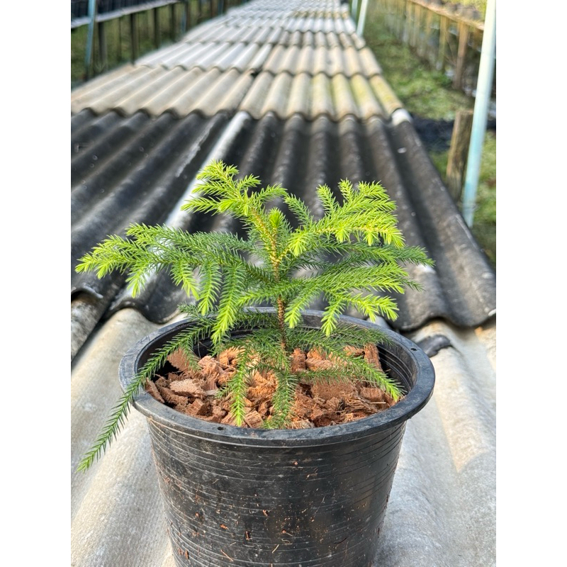 มุมมอง 3