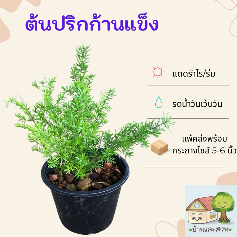 ต้นปริกก้านแข็ง ทรงใบสวย เลี้ยงง่าย จัดส่งพร้อมกระถางไซส์ 5-6 นิ้ว