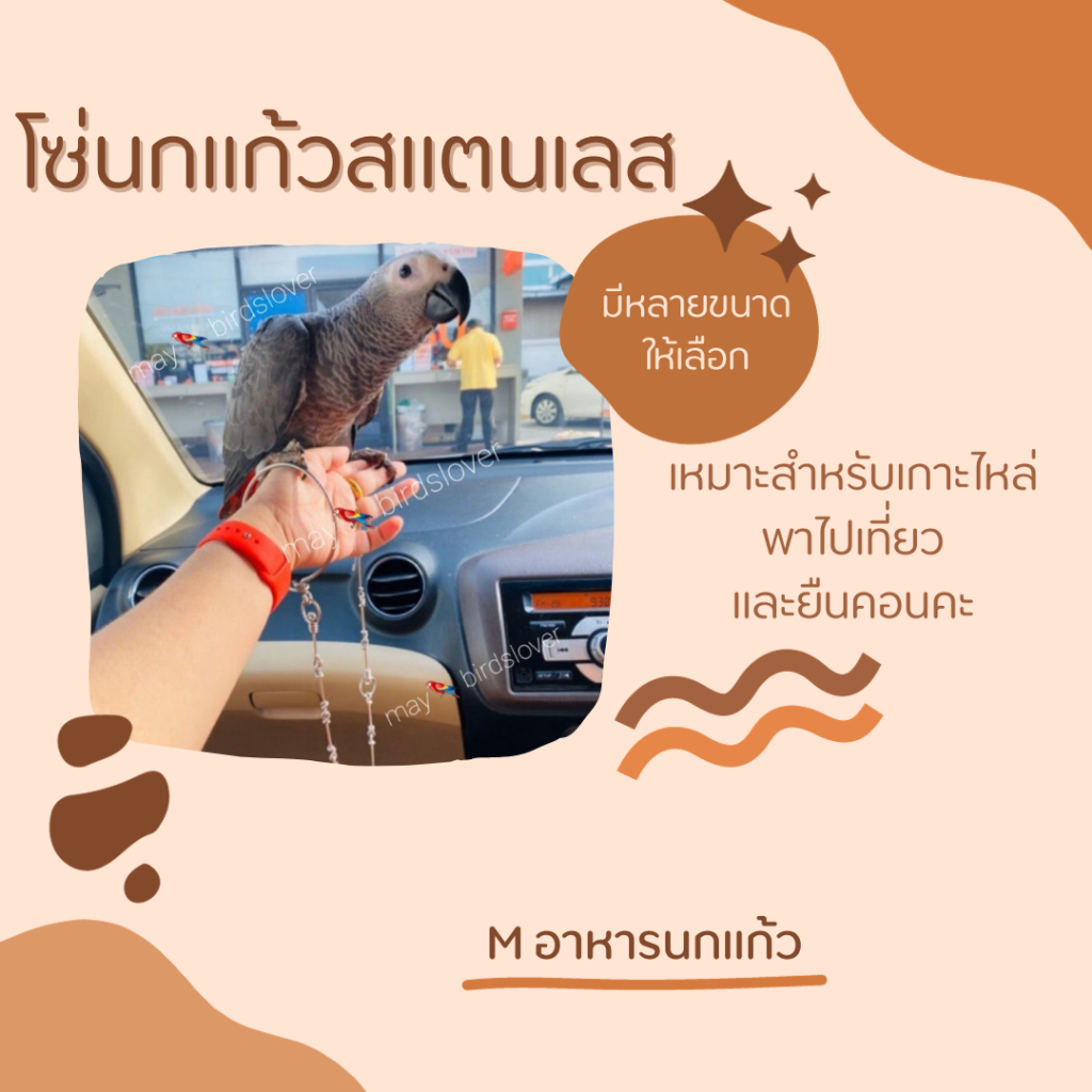 โซ่นกแก้วสแตนเลสแท้มีทุกสายพันธุ์โซ่สแตนเลสแท้พร้อมชุดห่วงตัวเอส