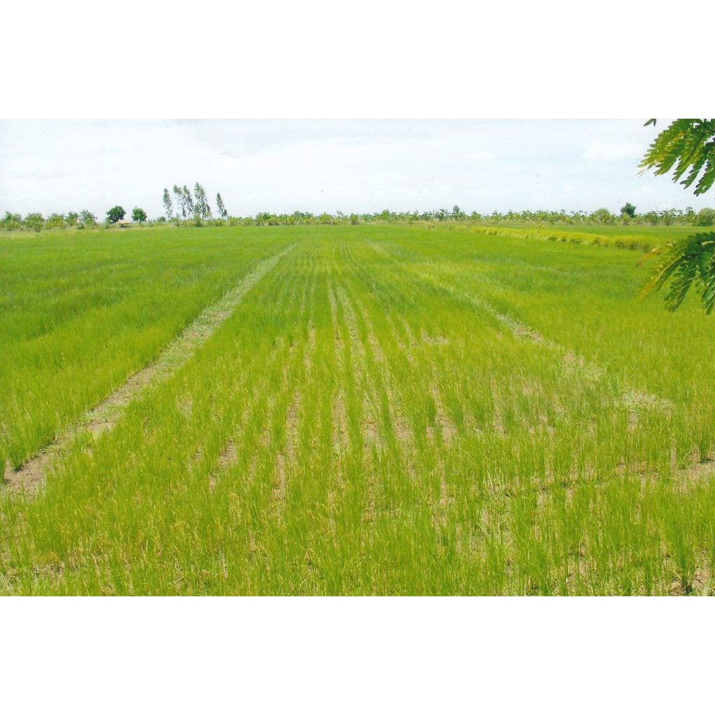 (โปร1แถม1) โคลมาโซน+โพรพานิล (โกลมิต) คุม+ฆ่าหญ้าในขวดเดียว ฉีดพ่นหลังหลังหว่าย 7-15 วัน ข้าวไม่ช้ำ 1 ลิตร - รูปที่ 3