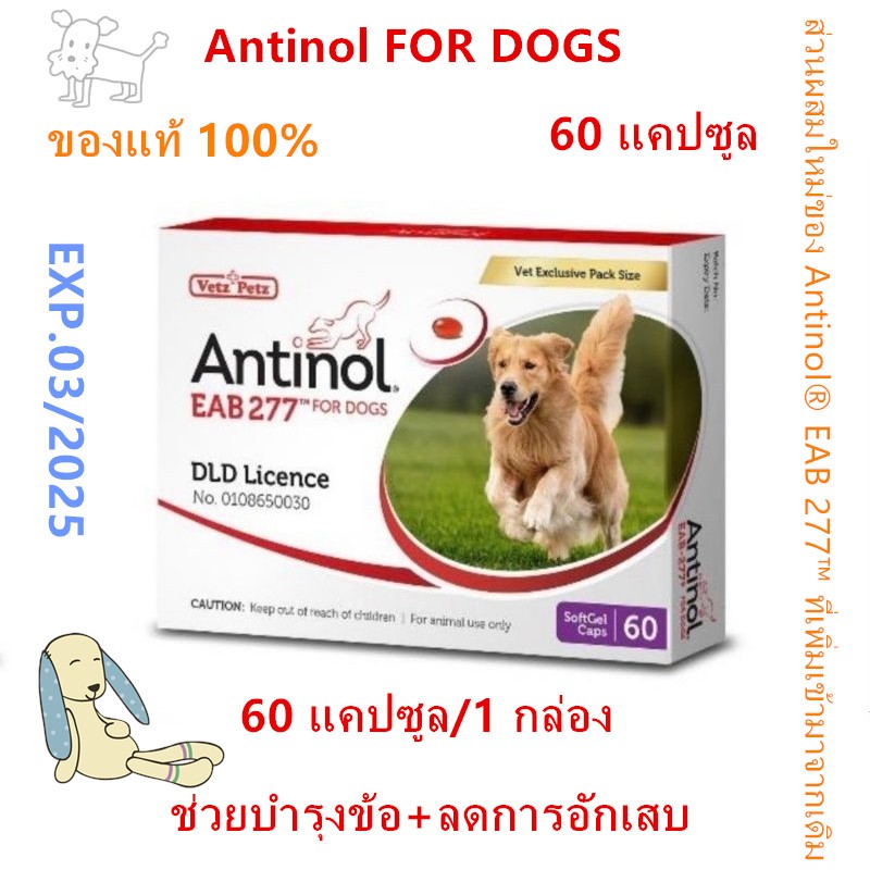 ของแท้ 100% Antinol DOG 60 แคปซูล(หมดอายุ08/2025)แพ็คเกจใหม่ อาหารเสริมบำรุงข้อ ข้ออักเสบ 1 กล่องบรรจุ 60 เม็ด