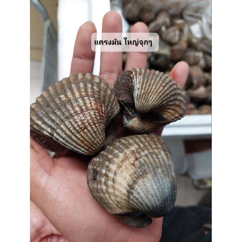 หอยแครงมัน หอยแครงไซส์ใหญ่ 20-30ตัว/โล