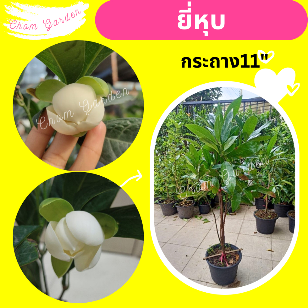 ต้นยี่หุบ ไม้โบราณ ดอกหอม สูง 40-90 cm.