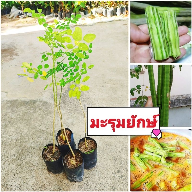 มะรุมยักษ์อินเดีย ฝักใหญ่เนื้อเยอะ ประกอบอาหารได้หลายชนิด มีสรรพคุณมากมาย ต้นพันธุ์เเข็งเเรงพร้อมปลูก