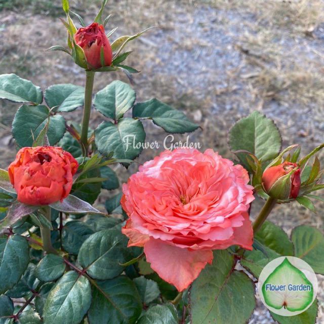 F482 กุหลาบ Kahala (คาฮาล่า) สีส้ม *ส่งติดดอก* กลีบเยอะ บานทน กุหลาบฮอนแลนด์ ก้านยาว กิ่งใหญ่