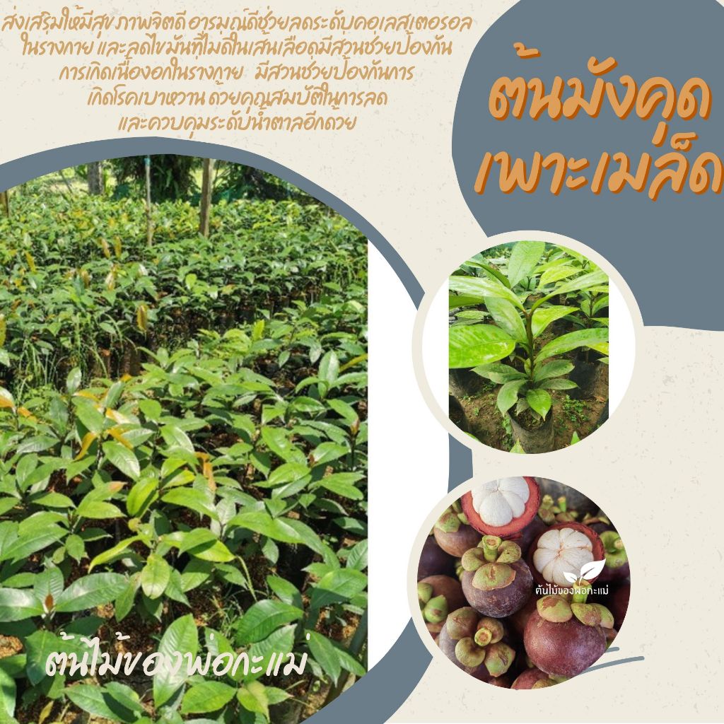 ต้นมังคุด​ชุมพร พร้อมปลูก2ต้น