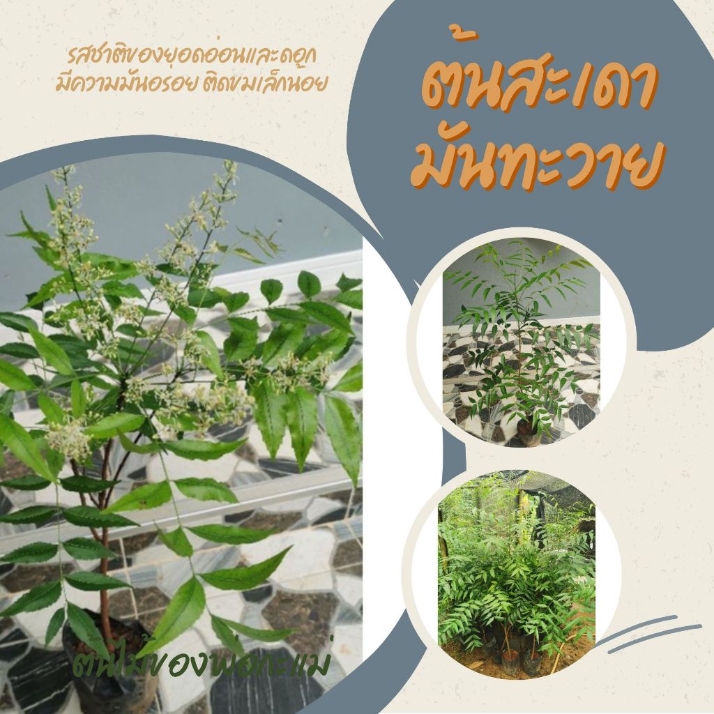 ต้นสะเดา​มันทะวายยอดแดง​ ติดดอกแล้ว