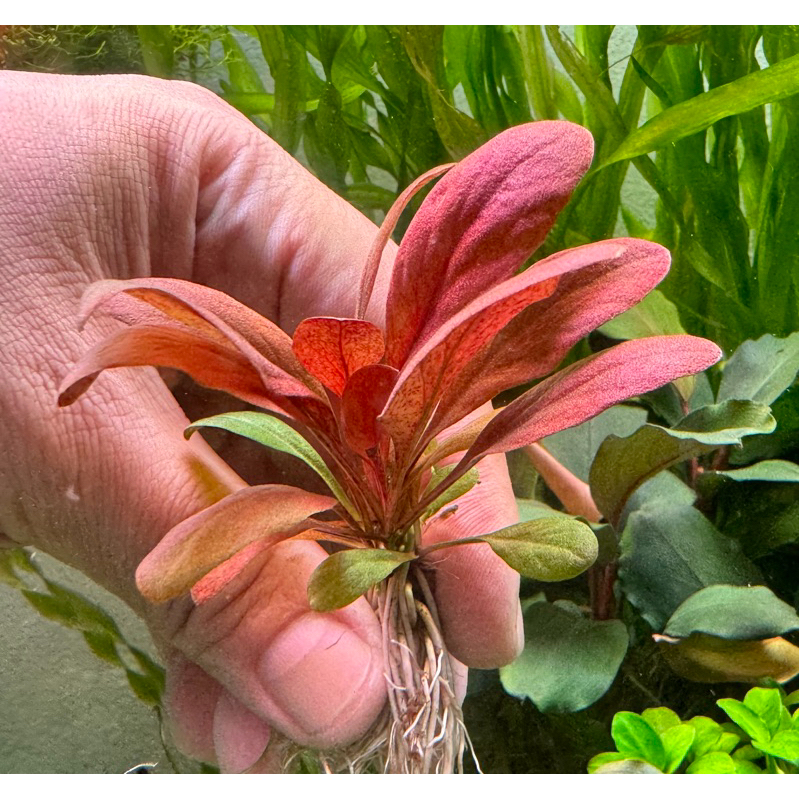 Bird of paradise(ใบน้ำ100%)