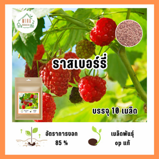 เมล็ดพันธุ์ ราสเบอร์รี่ บรรจุ 10 เมล็ด