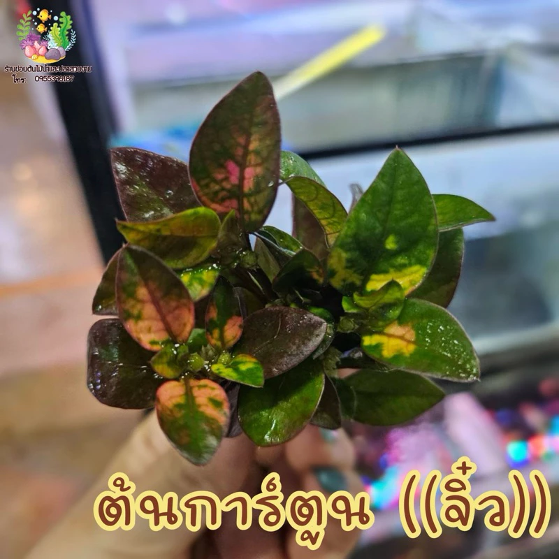 ต้นการ์ตูน จิ๋ว ใส่ตู้ปลาเล็กโหลปลากัด