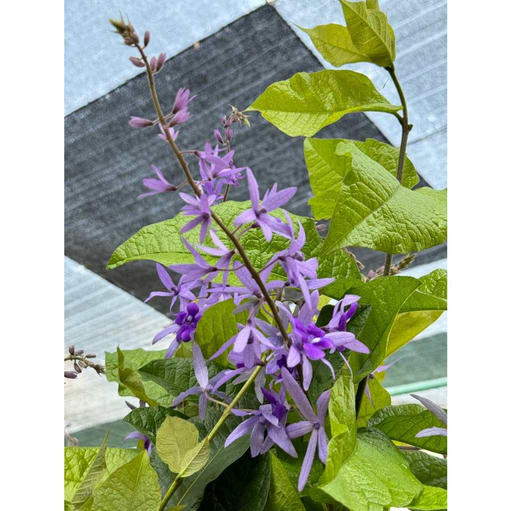 มุมมอง 2