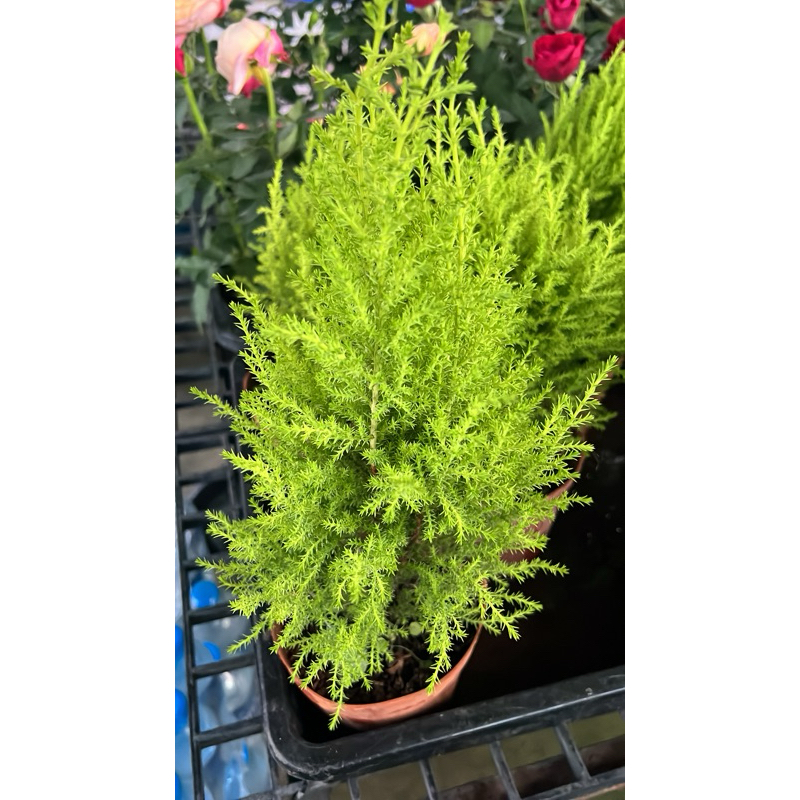 LEMON CYPRESS Collectionต้นสนไม้ยืนต้นที่มีกิ่งยาวสีเขียวมะนาวสุดพิเศษ มีกลิ่นความหอมอโรม่า ผ่อนคลาย