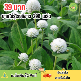 เมล็ดพันธุ์ดอกบานไม่รู้โรยสีขาวล้วน บรรจุ 200 เมล็ด