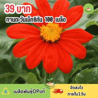 เมล็ดพันธุ์ ดอกทานตะวัน เม็กซิกัน บรรจุ 100 เมล็ด