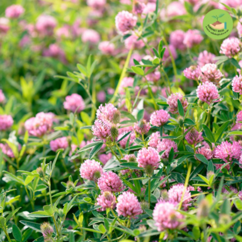 เมล็ดพันธุ์ ดอกบานไม่รู้โรยสีชมพูล้วน บรรจุ 200 เมล็ด - รูปที่ 2