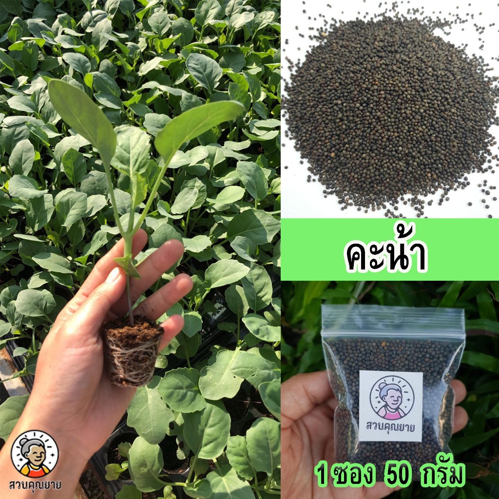 เมล็ดพันธุ์คะน้า ต้นอวบสูง แข็งแรง หวานกรอบ ไม่เหม็นเขียว ทนโรค  เก็บเกี่ยวได้ไว ขนาด 50 กรัม