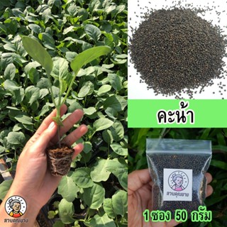 เมล็ดพันธุ์คะน้า ต้นอวบสูง แข็งแรง หวานกรอบ ไม่เหม็นเขียว ทน…