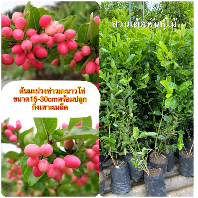 ต้นมะม่วงห่าวมะนาวโห่ (ขนาด15-30cm)พร้อมปลูก ประโยชน์มากมาย🌱 ผลสามารถนำไปเเช่อิ่มได้