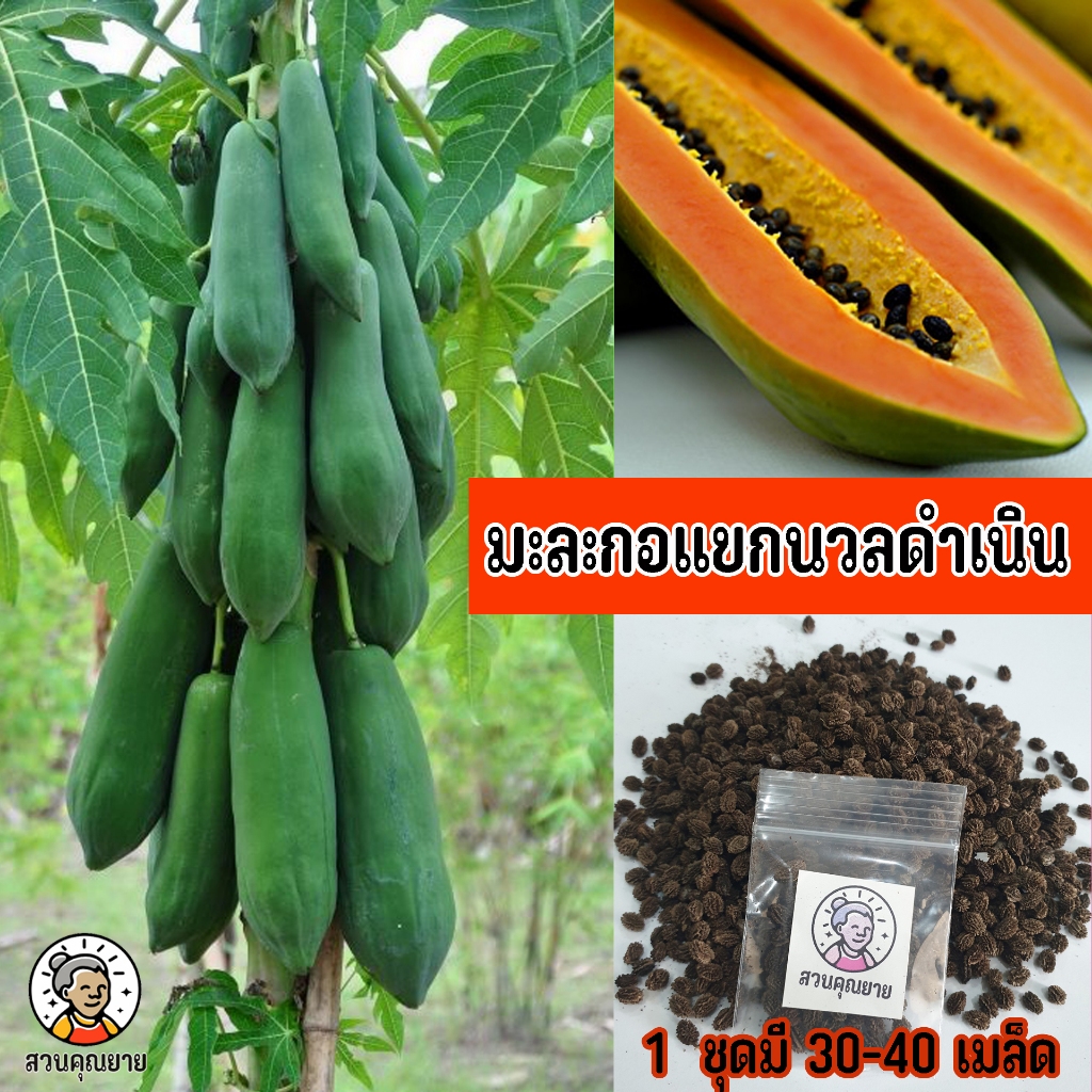 เมล็ดพันธุ์มะละกอแขกนวลดำเนิน มะละกอสายพันธุ์กินดิบ ที่เกษตรกรส่วนใหญ่นิยมปลูกเพื่อสร้างรายได้