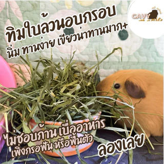 หญ้าทิโมธีใบล้วน อบกรอบ หญ้ากระต่าย แกสบี้ ใบล้วนเขียวสดหอม