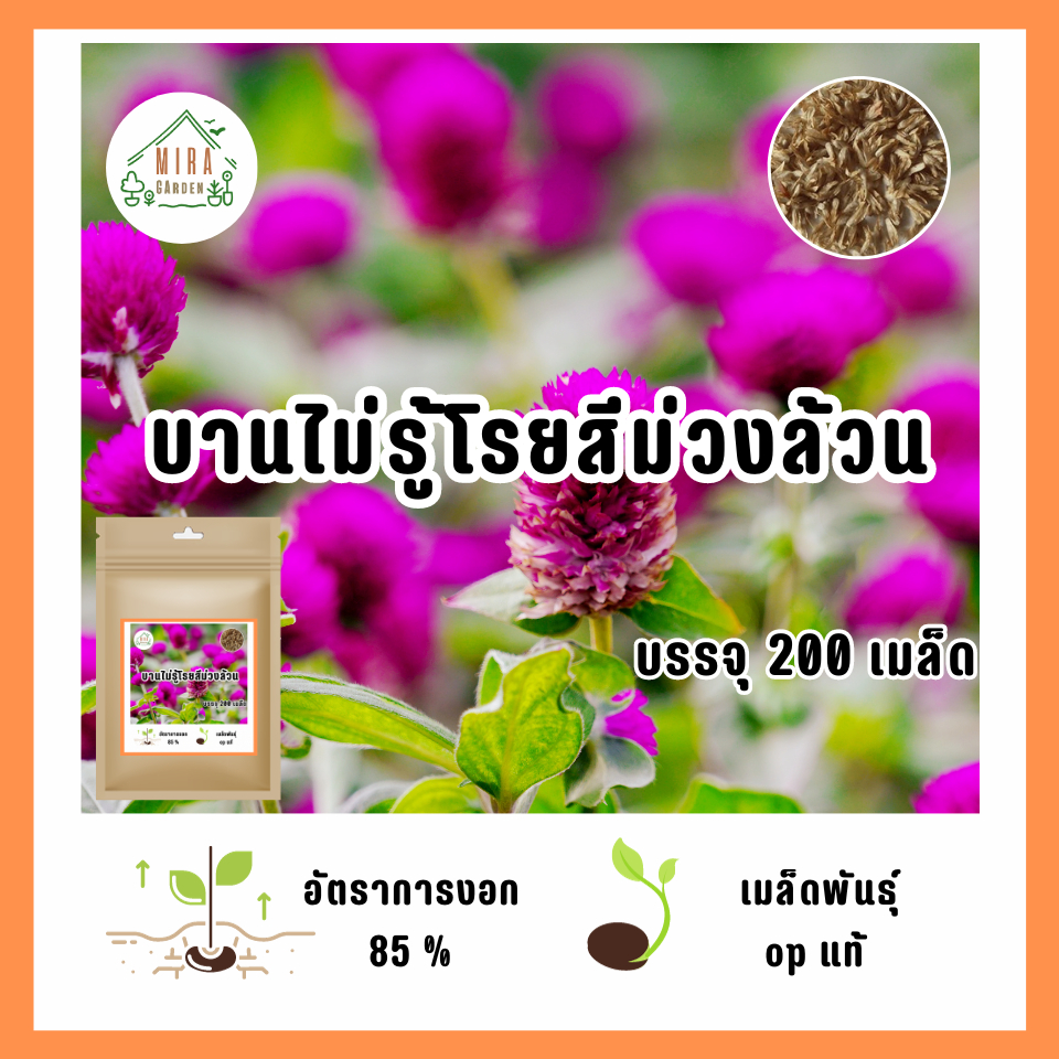 เมล็ดพันธุ์ ดอกบานไม่รู้โรยสีม่วง บรรจุ  200  เมล็ด